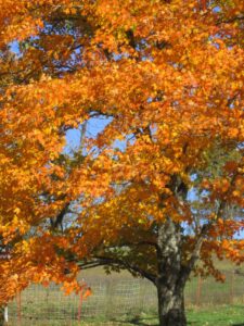 LSBMWR Autumn Colors Ride - Eureka Springs - The North Texas Moto Journal