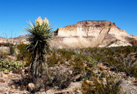 031-14cBigBend2008